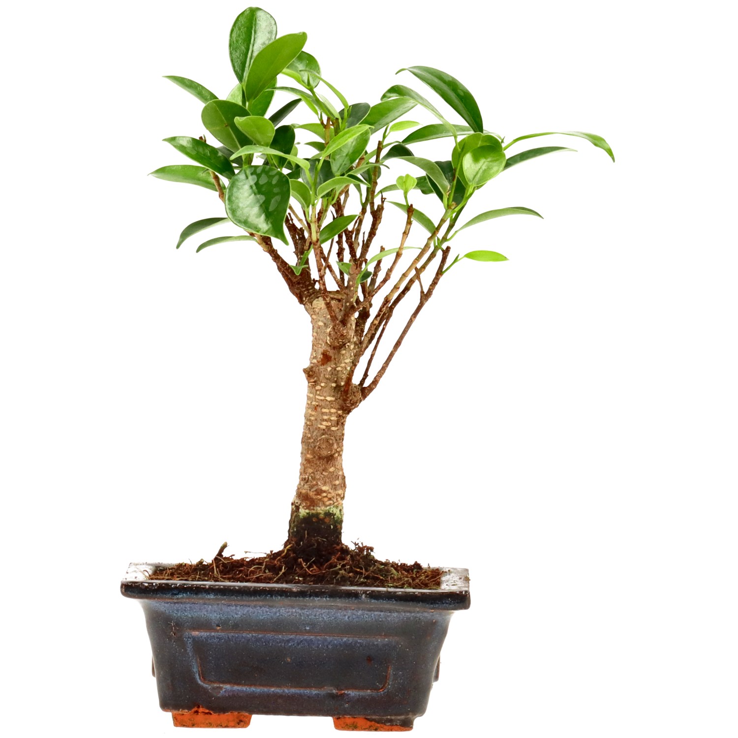 Ficus Retusa, aprox. 5 años (19 cm)