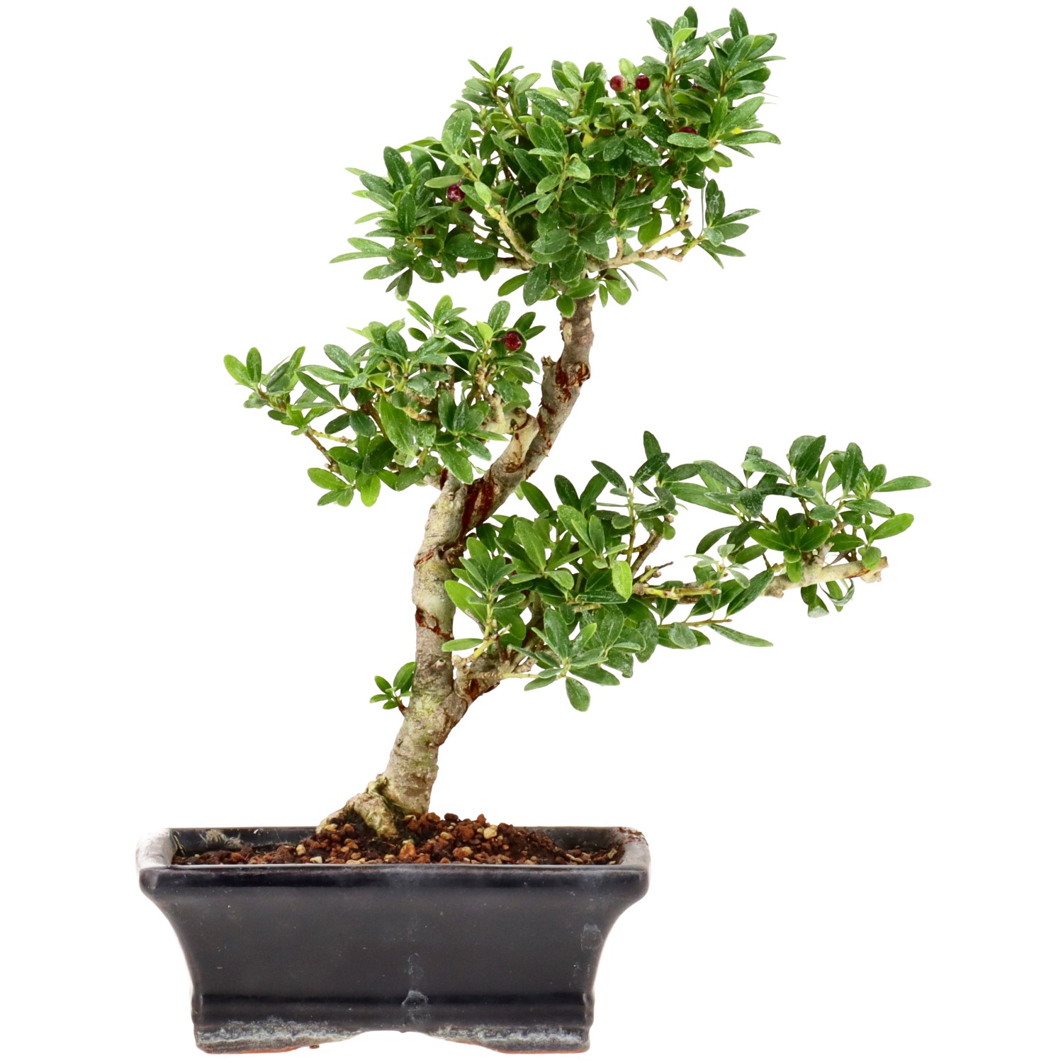 Japanese Holly, approx. 7 y. (24 cm)