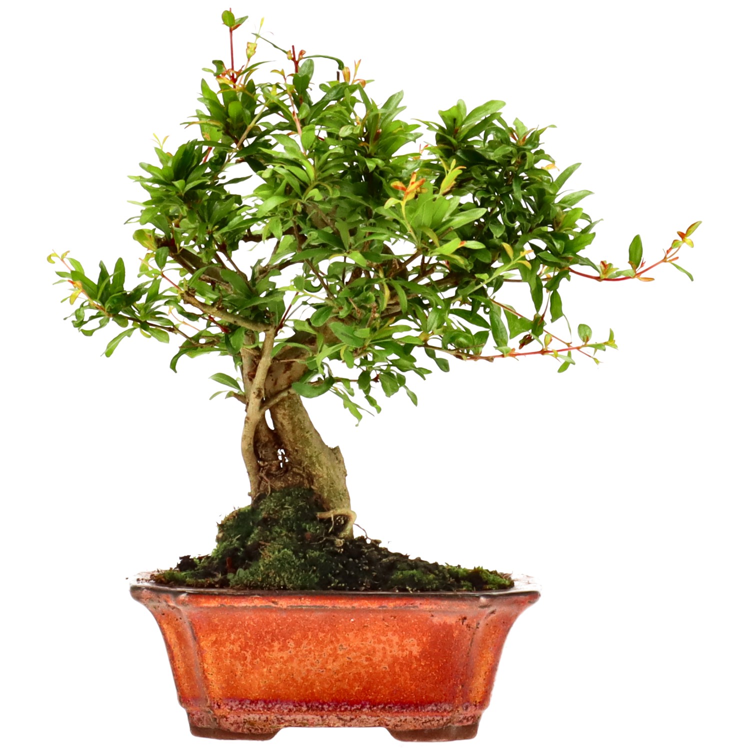 Melograno, ca. 8 anni (23 cm)