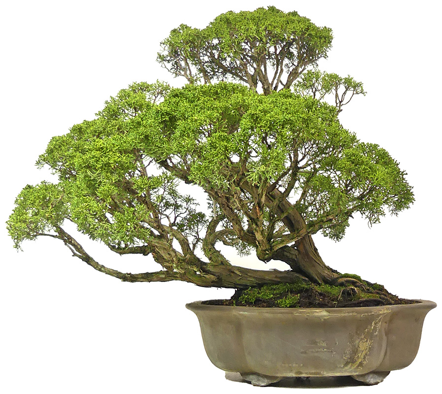 bonsai.fallbackImageTitle bonsai.fallbackImageTitle