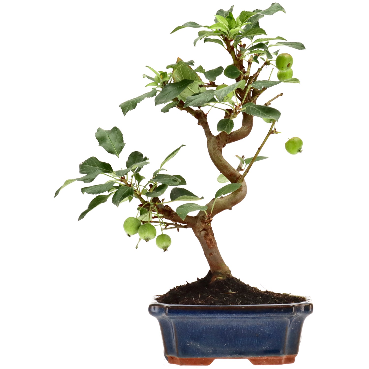 Manzano silvestre, aprox. 10 años (31 cm)