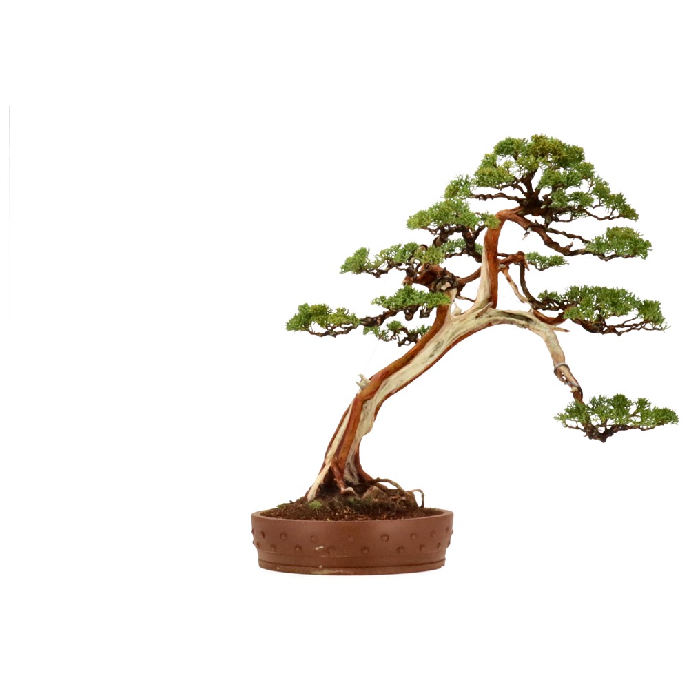 Chin. Wacholder, ca. 30 J. (57 cm)