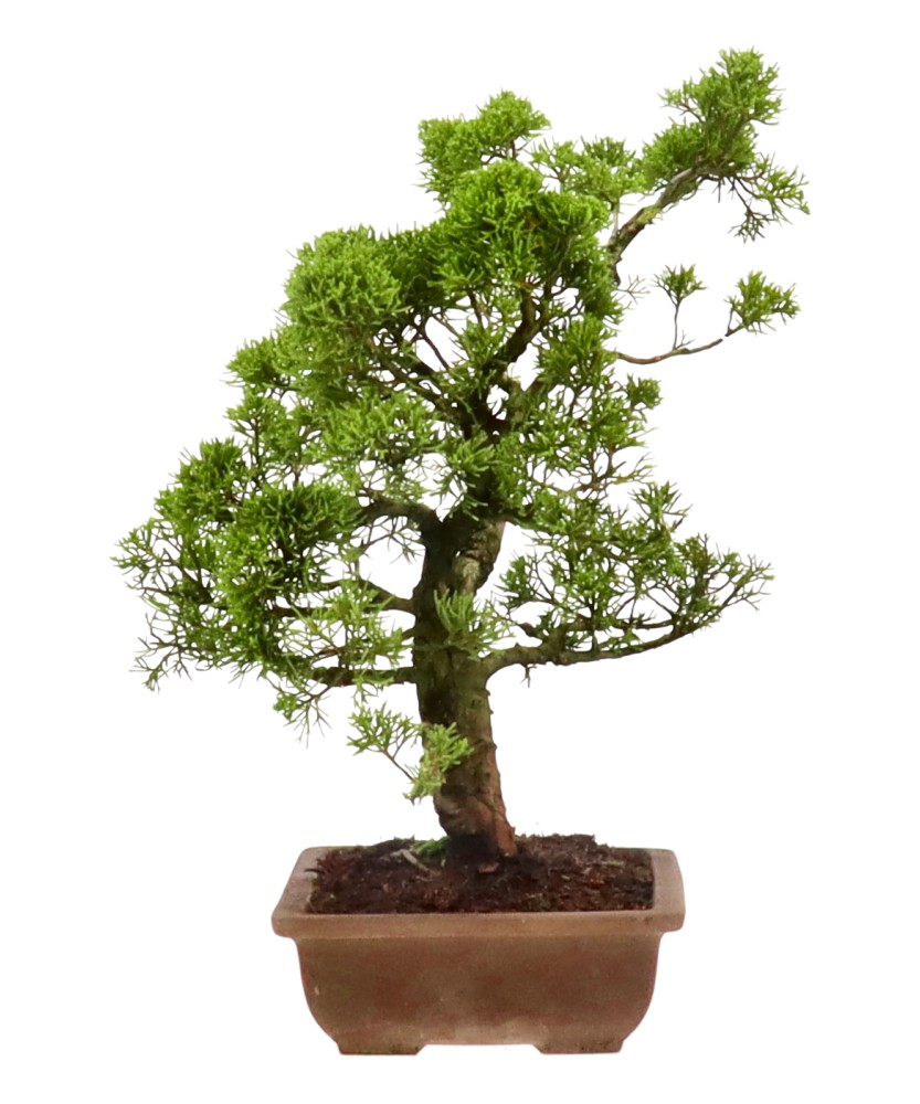 bonsai.fallbackImageTitle bonsai.fallbackImageTitle