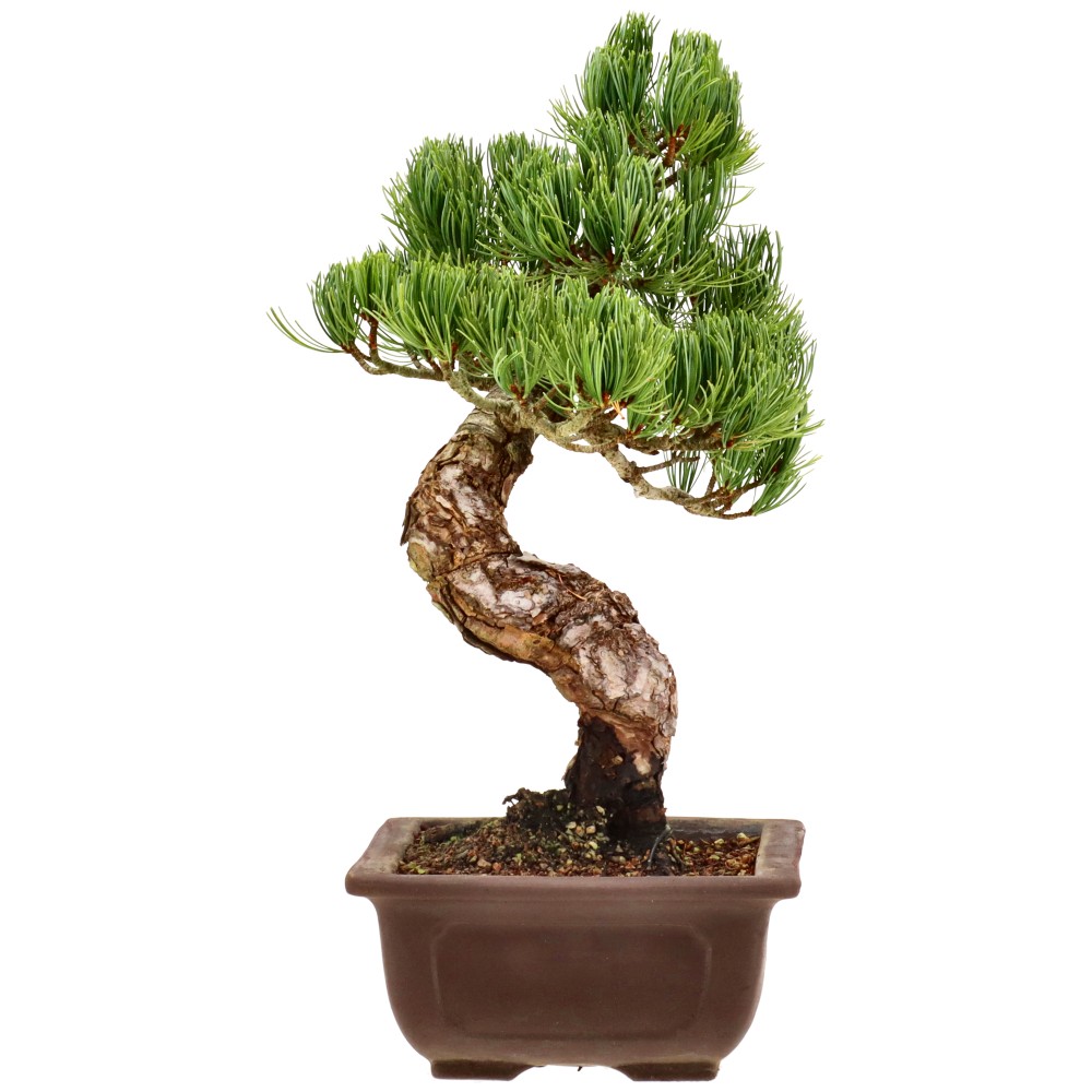 bonsai.fallbackImageTitle bonsai.fallbackImageTitle