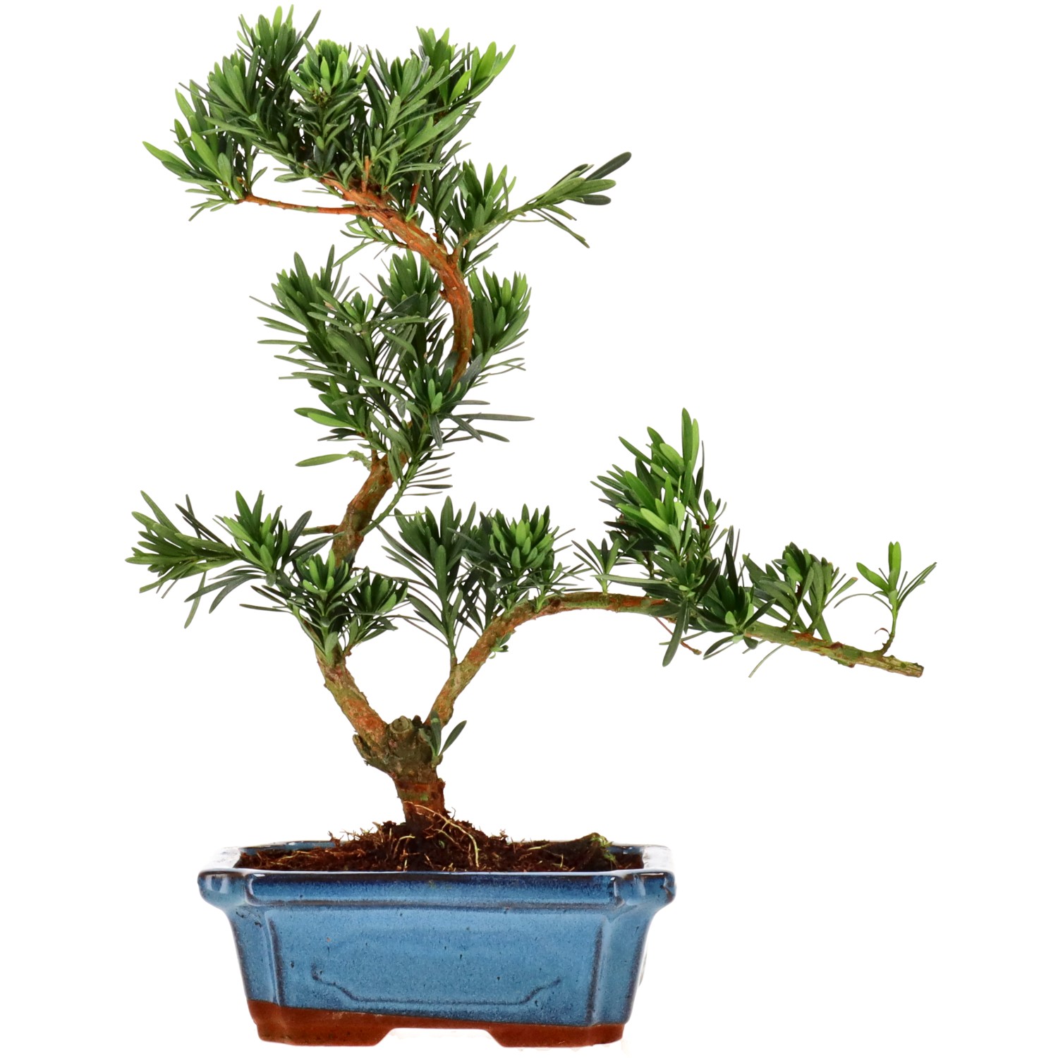 Chin. Steineibe, ca. 9 J. (32 cm)