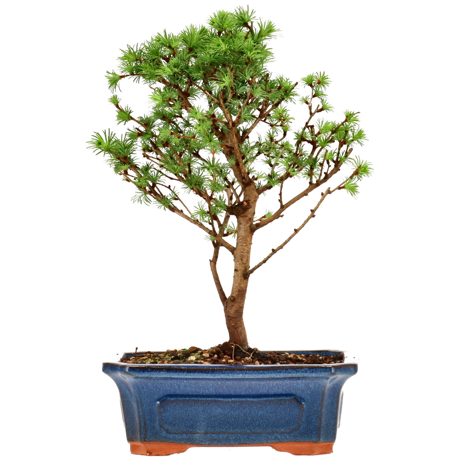 Larice del Giappone, ca. 10 anni (28 cm)