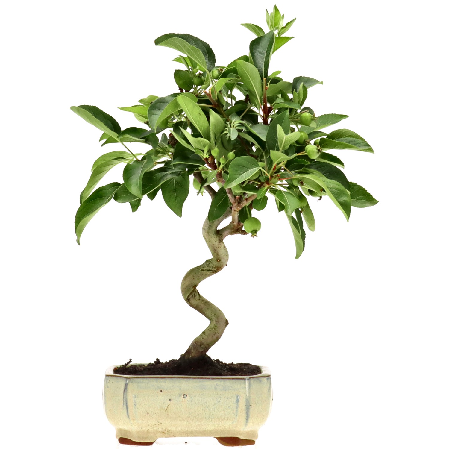 Zierapfel, ca. 8 J. (33 cm)
