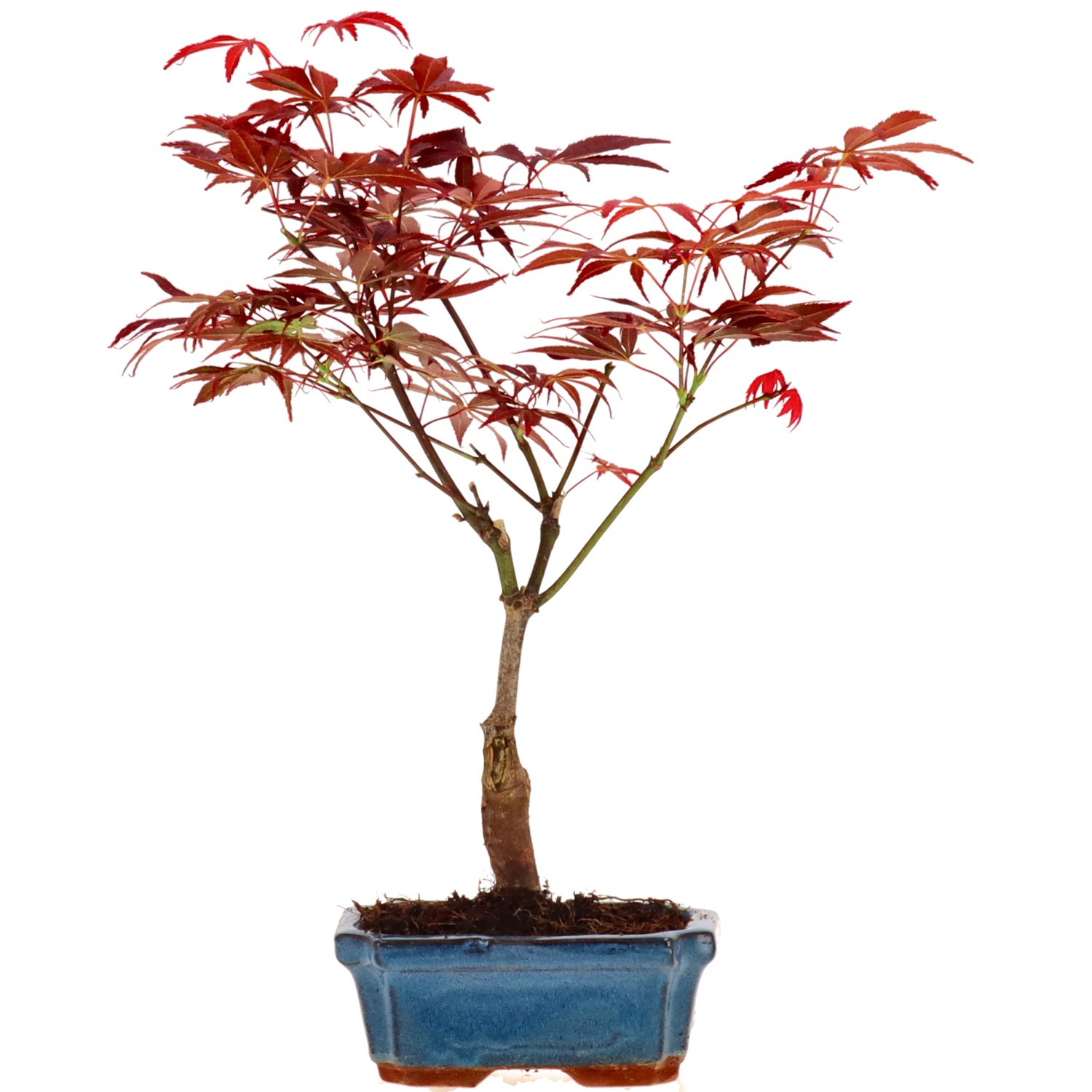 Jap. Fächerahorn (Atropurpureum), ca. 7 J. (34 cm)
