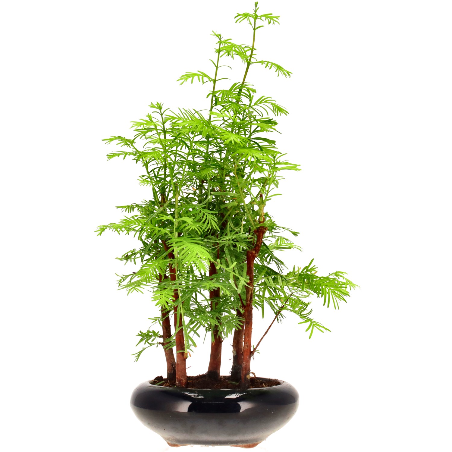 Metasequoia glyptostroboides, ca. 6 anni (30 cm)