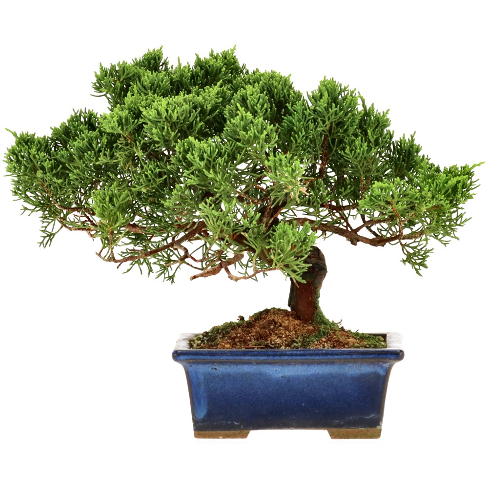 bonsai.fallbackImageTitle