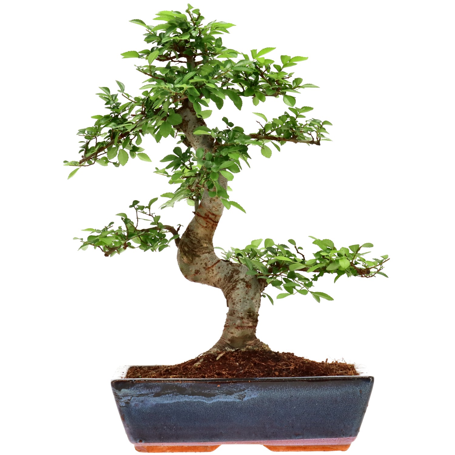 Orme de Chine, env. 14 ans (40 cm)