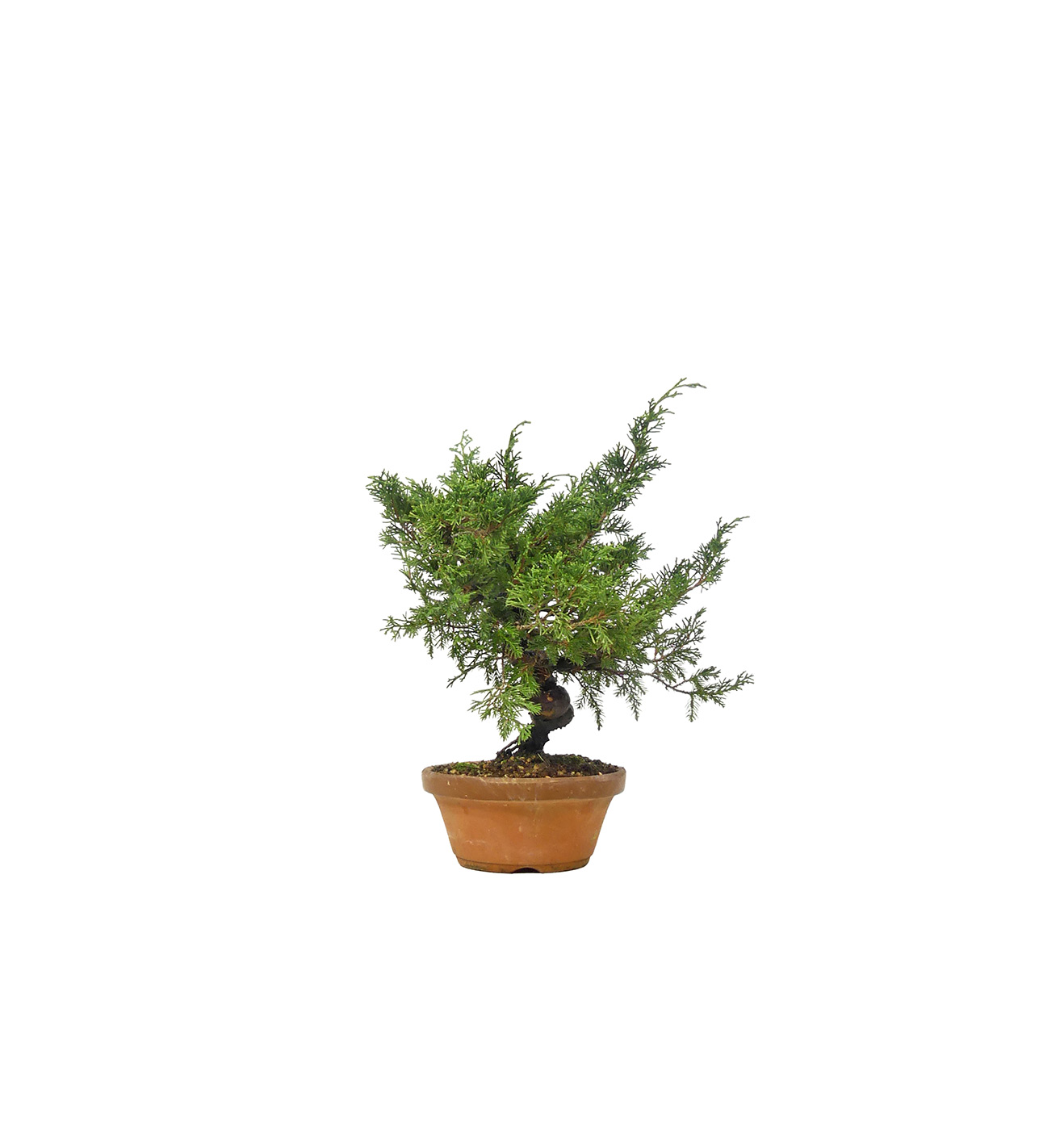 bonsai.fallbackImageTitle bonsai.fallbackImageTitle