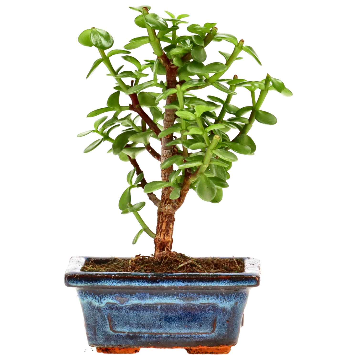 Árbol de la abundancia, aprox. 5 años (16 cm)