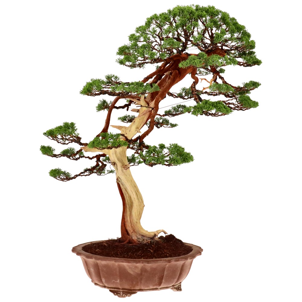 bonsai.fallbackImageTitle