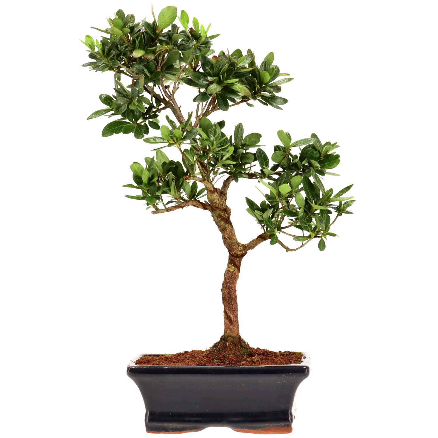 Azalée japonaise (Osakazuki), env. 8 ans (29 cm)