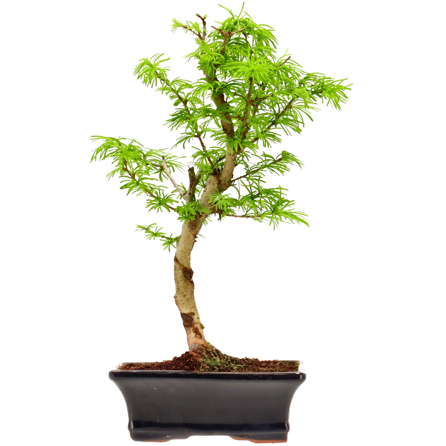 Goldlärche, ca. 10 J. (34 cm)