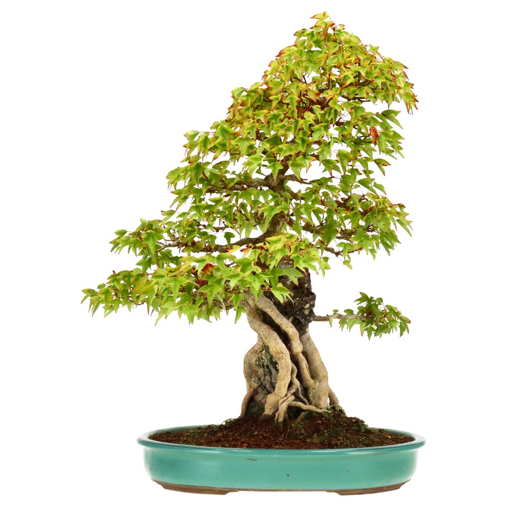 Slider Bild Slider Bild