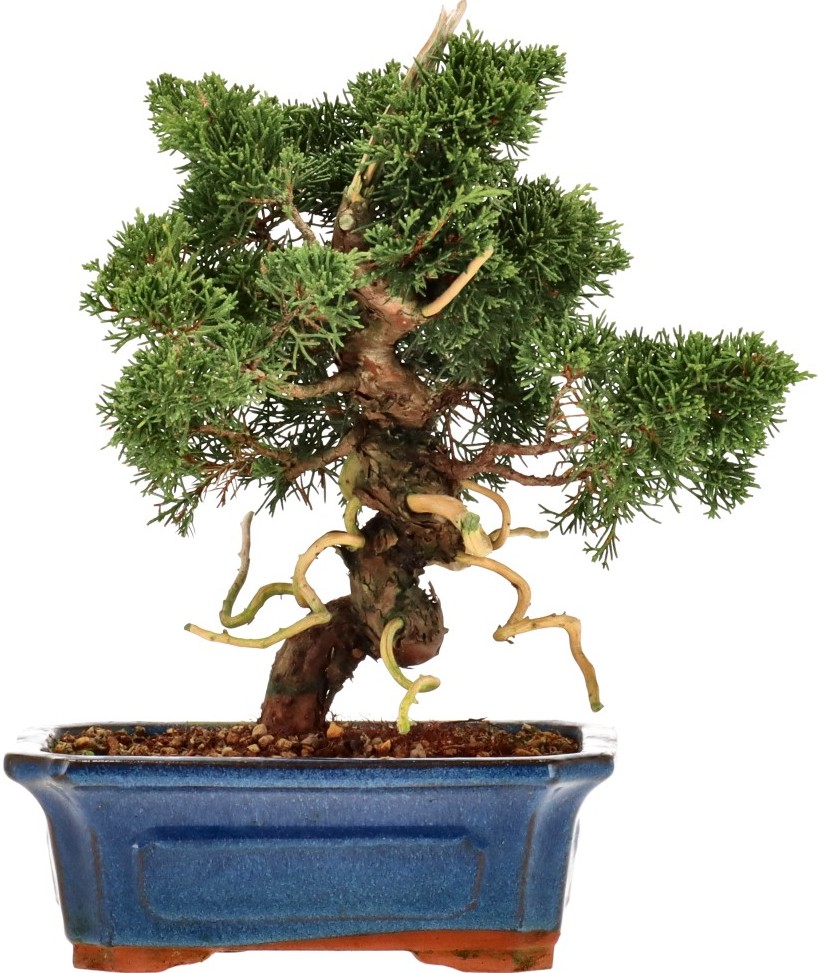 [N010] Chin. Wacholder, ca. 15 Jahre