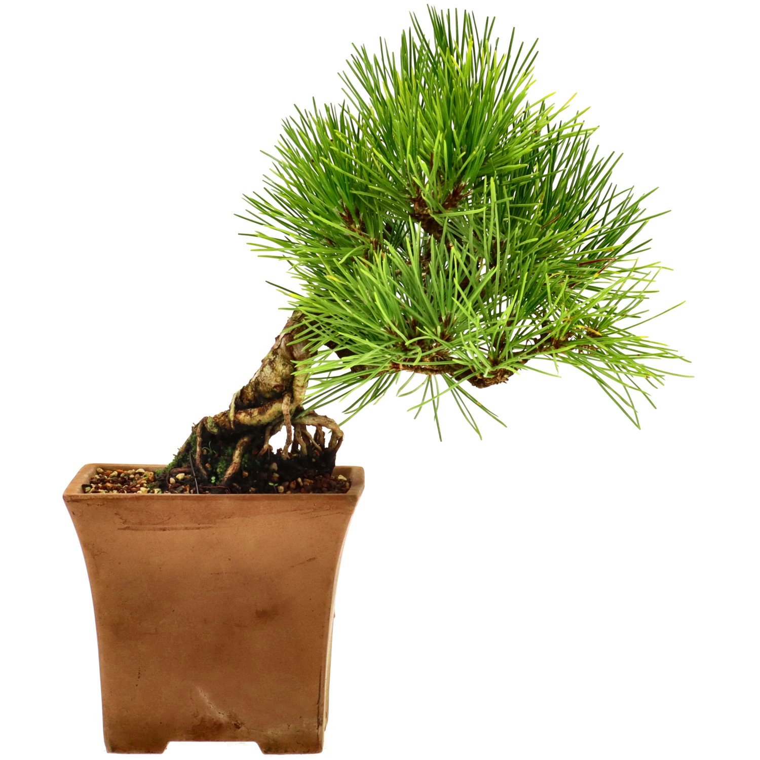 Japanese black pine, approx. 10 y. (16 cm)
