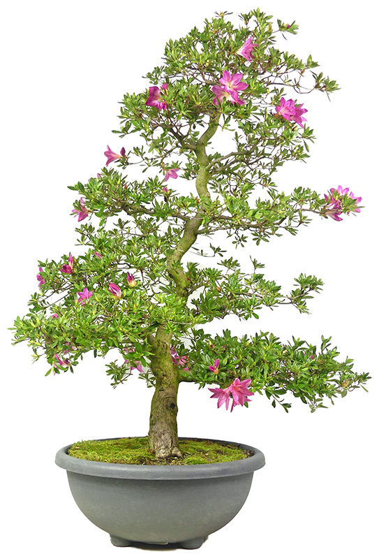Jap. Azalee, ca. 15 J. (95 cm) 'Murasaki'
Schale aus Kunststoff