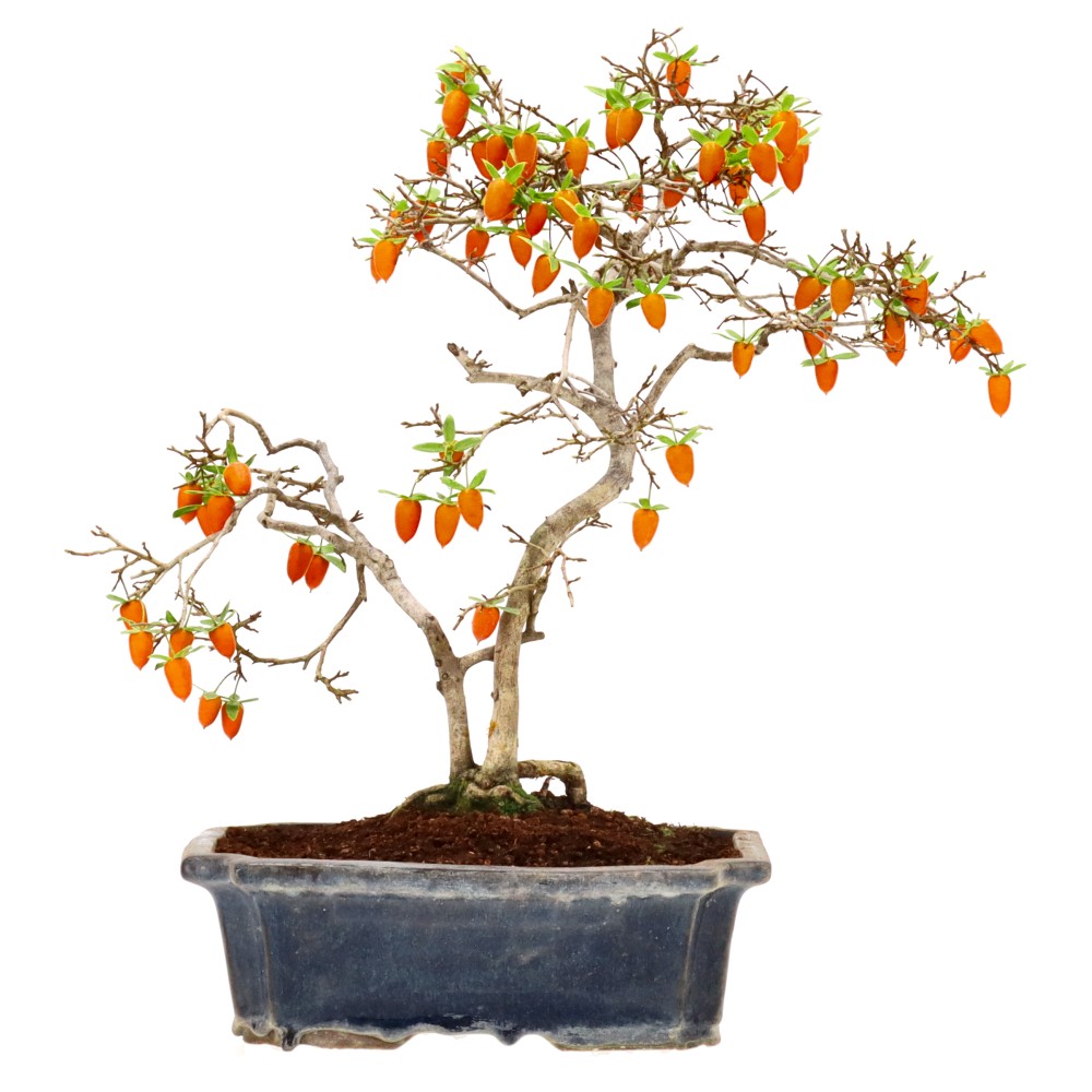 bonsai.fallbackImageTitle