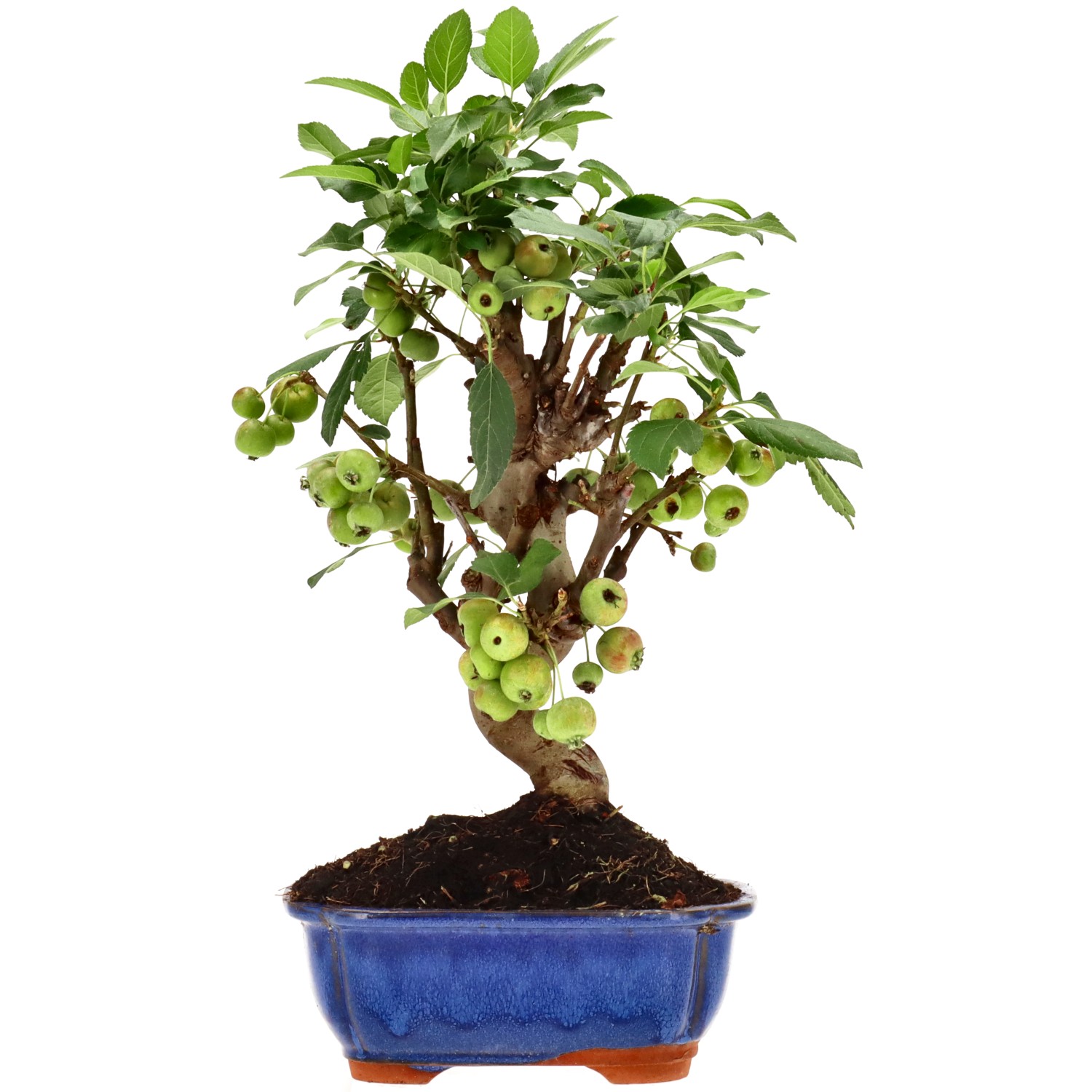 Zierapfel, ca. 12 J. (34 cm)