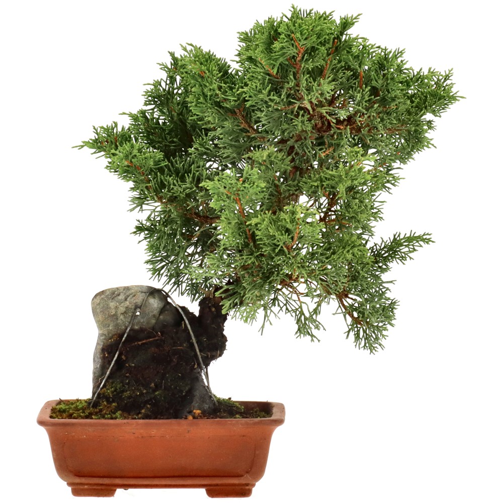 Genévrier de Chine, env. 12 ans (27 cm)