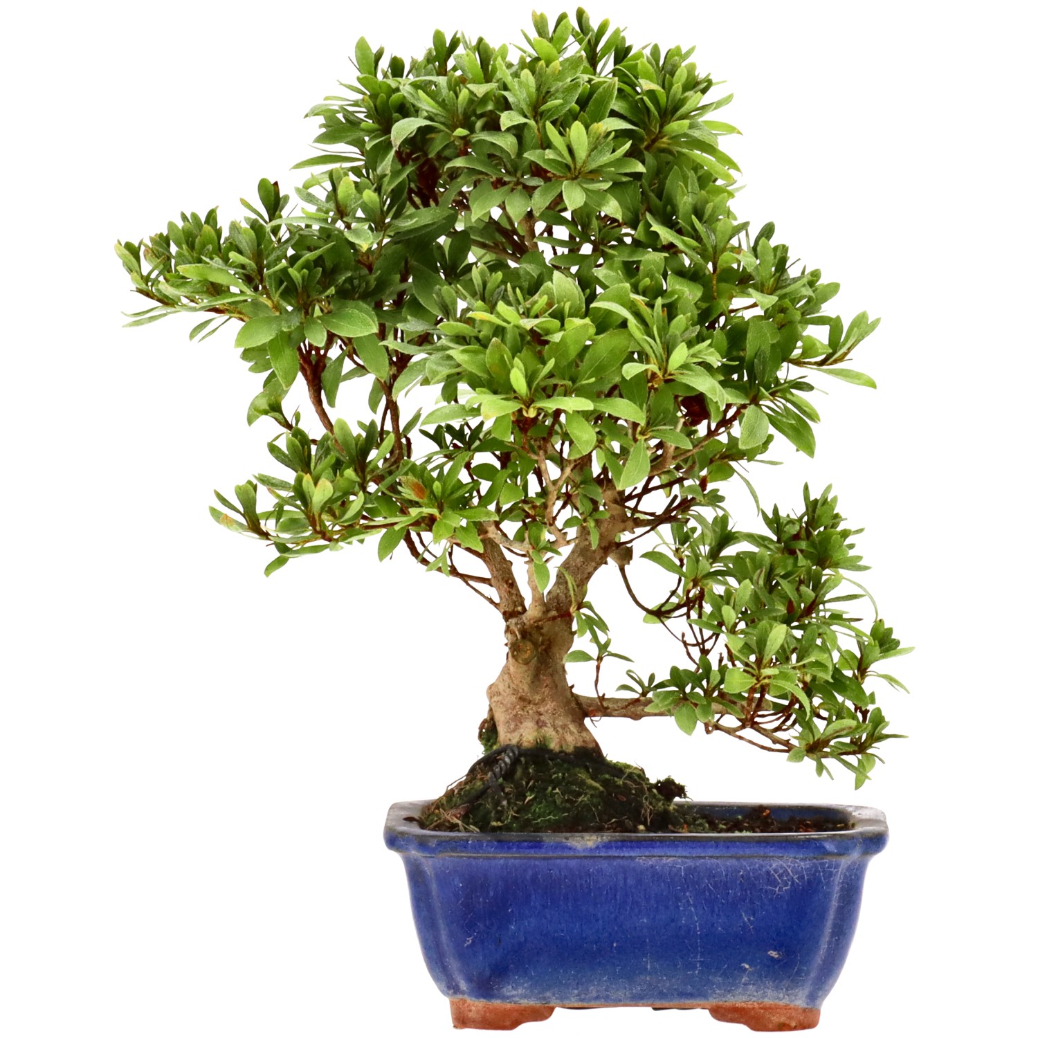 Azalea japónica, aprox. 8 años (25 cm)