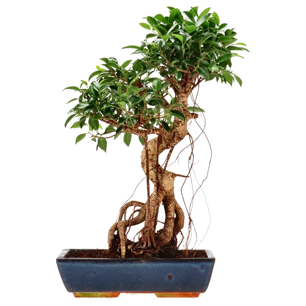 bonsai.fallbackImageTitle bonsai.fallbackImageTitle