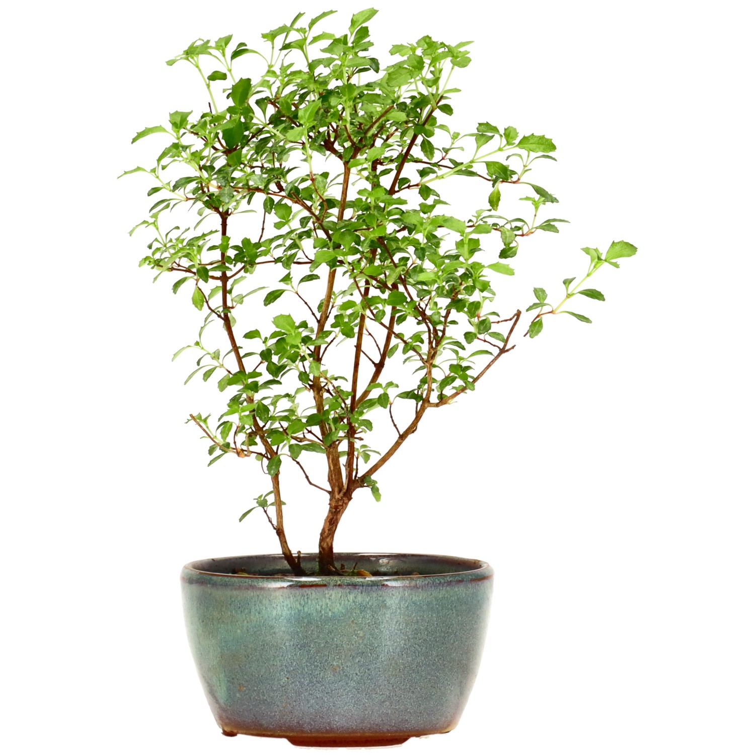 Fuchsie, ca. 2 J. (17 cm)