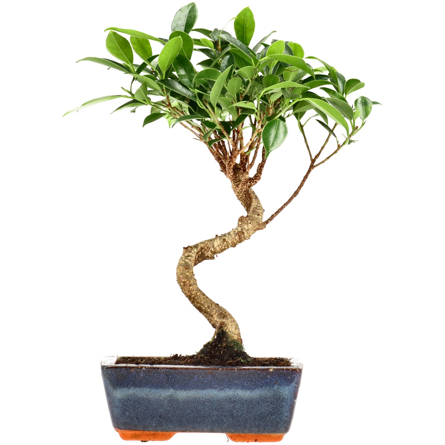 Indian Laurel, approx. 7 y. (26 cm)