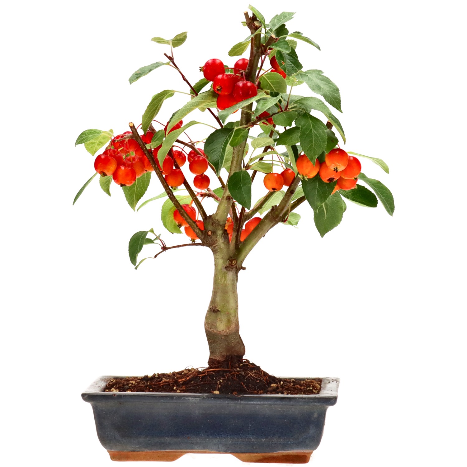 Pommier d’ornement, env. 12 ans (37 cm)