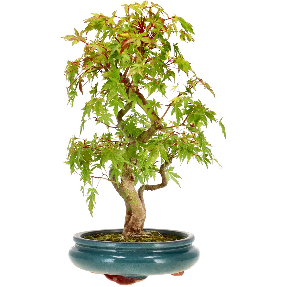 bonsai.fallbackImageTitle bonsai.fallbackImageTitle