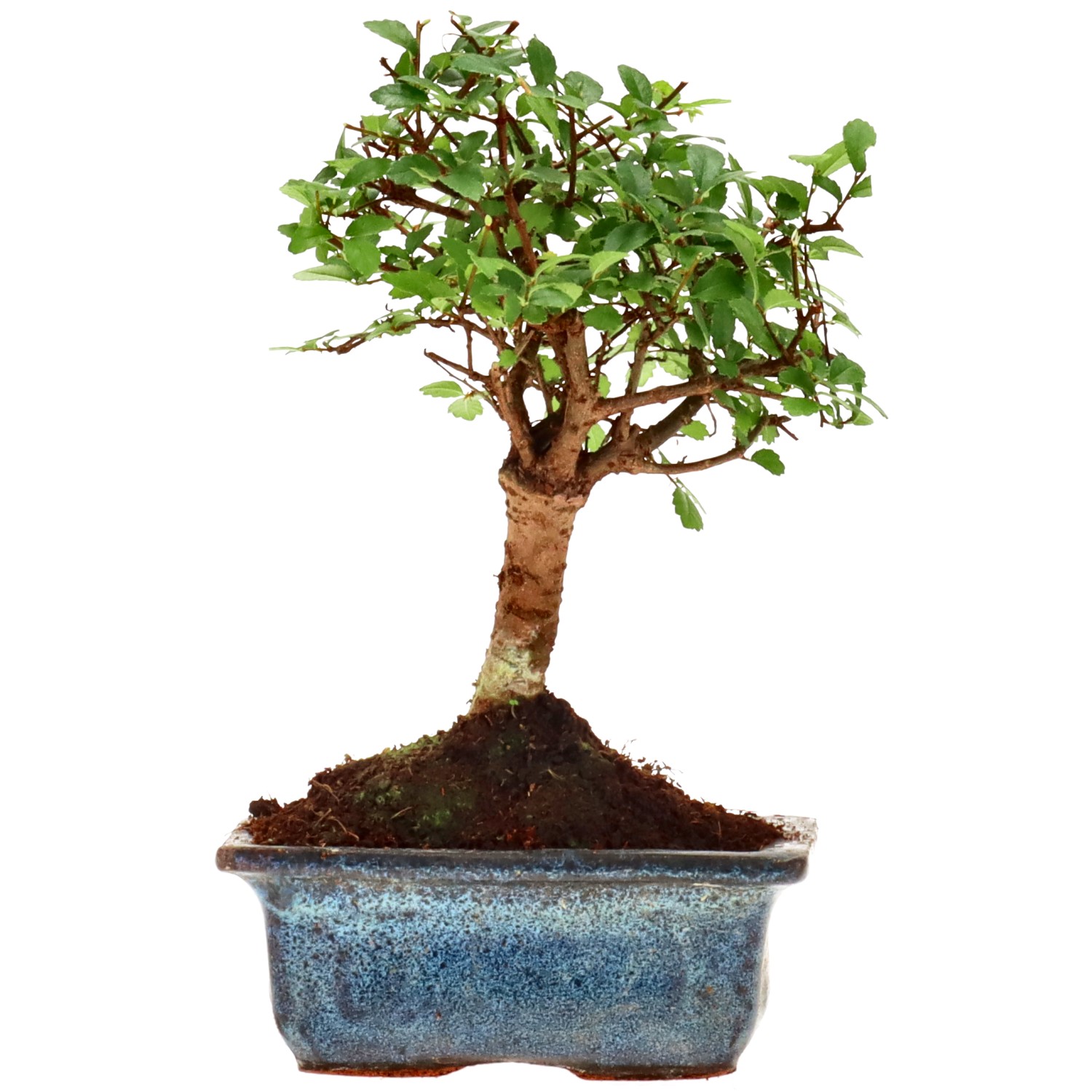 Chin. Ulme, ca. 6 J. (17 cm)