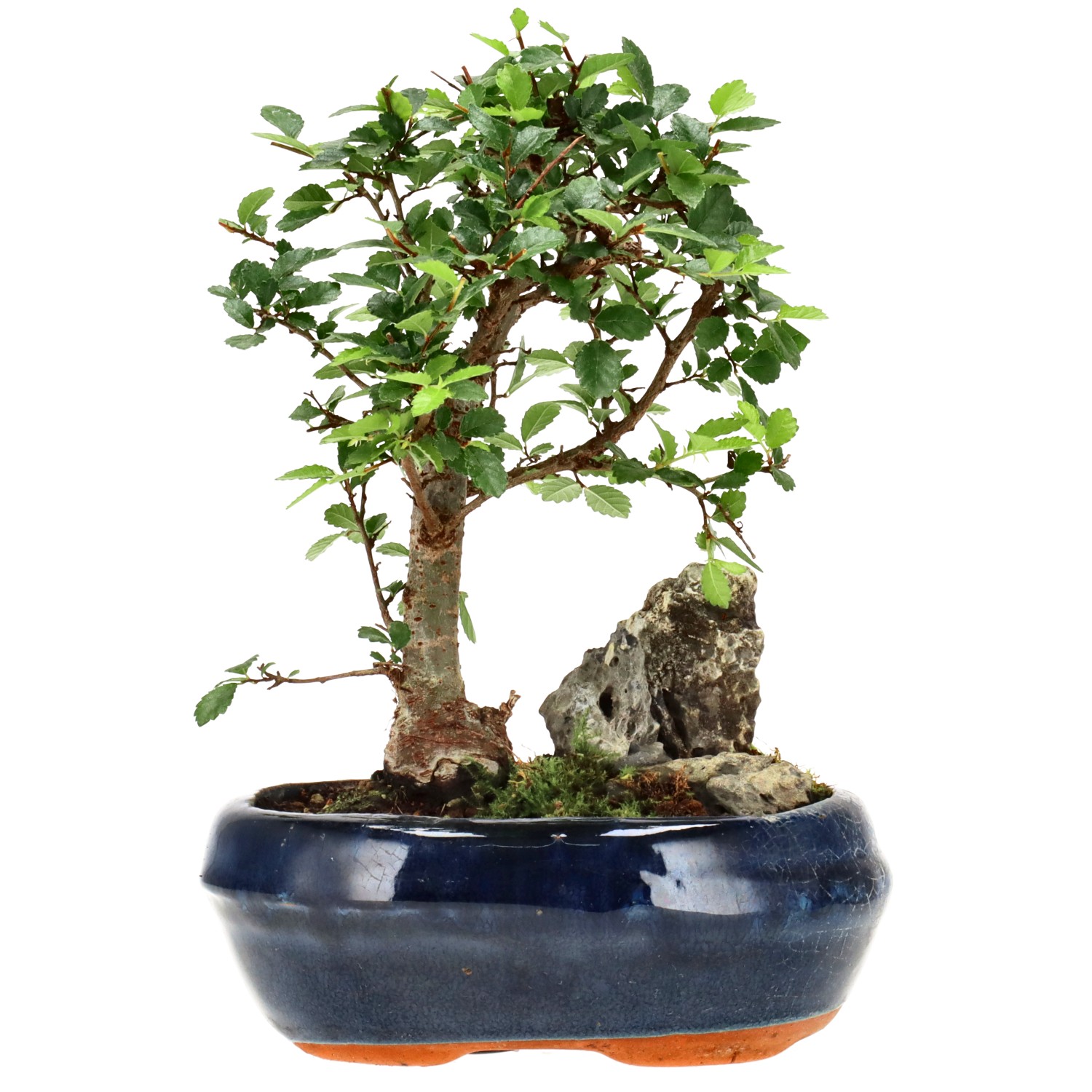 Orme de Chine, env. 6 ans (18 cm)