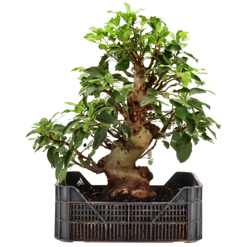 bonsai.fallbackImageTitle