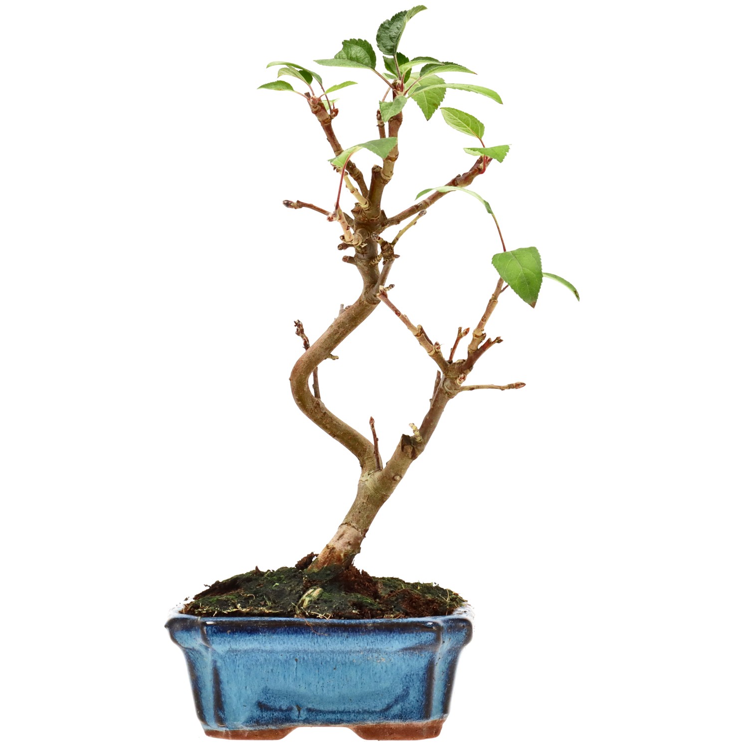 Pommier d’ornement, env. 7 ans (27 cm)