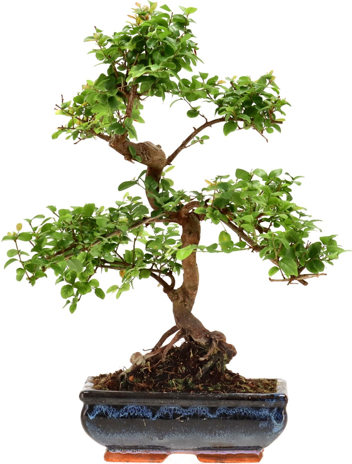 [Z023] Chin. Bird Plum, approx. 9 years