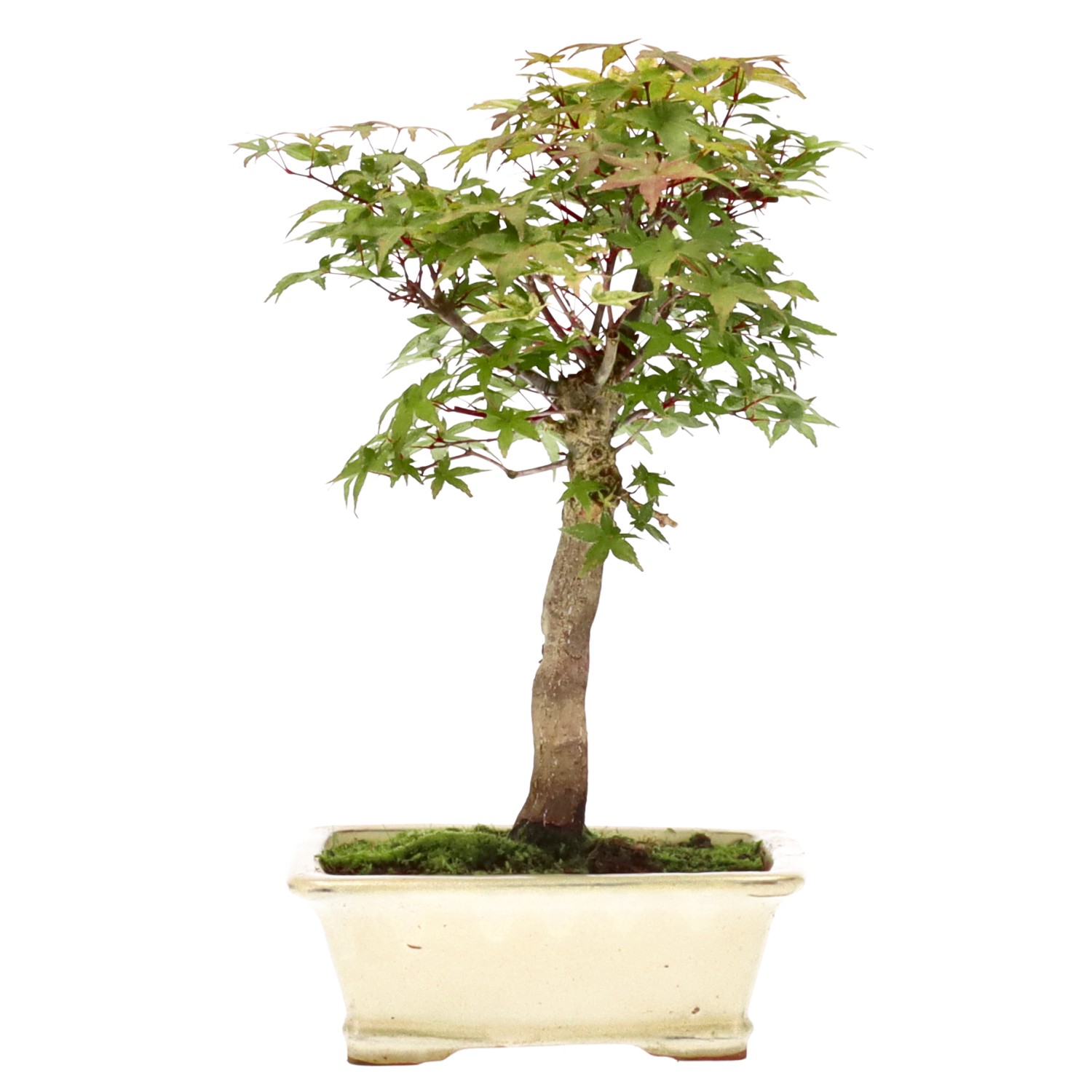 Jap. Fächerahorn (Deshojo), ca. 12 J. (31 cm)