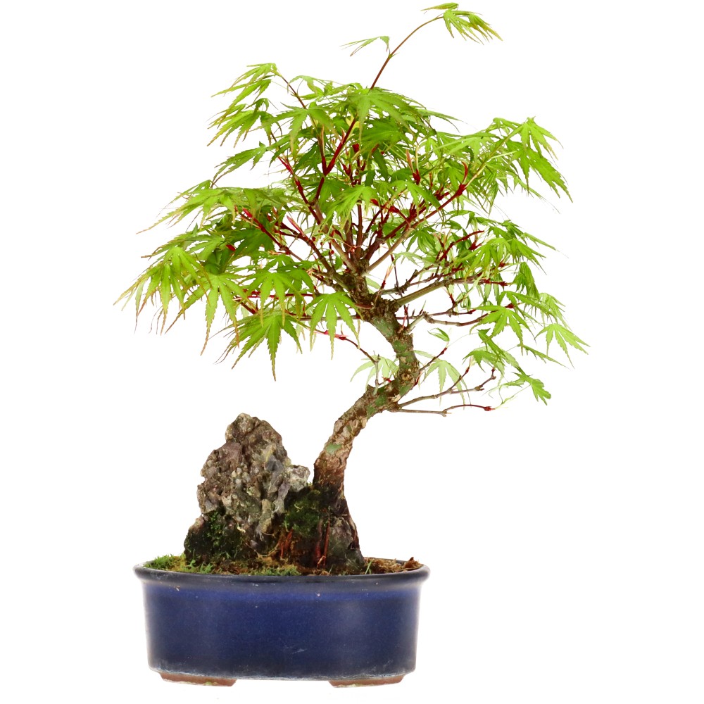Érable palmé, env. 12 ans (28 cm)
