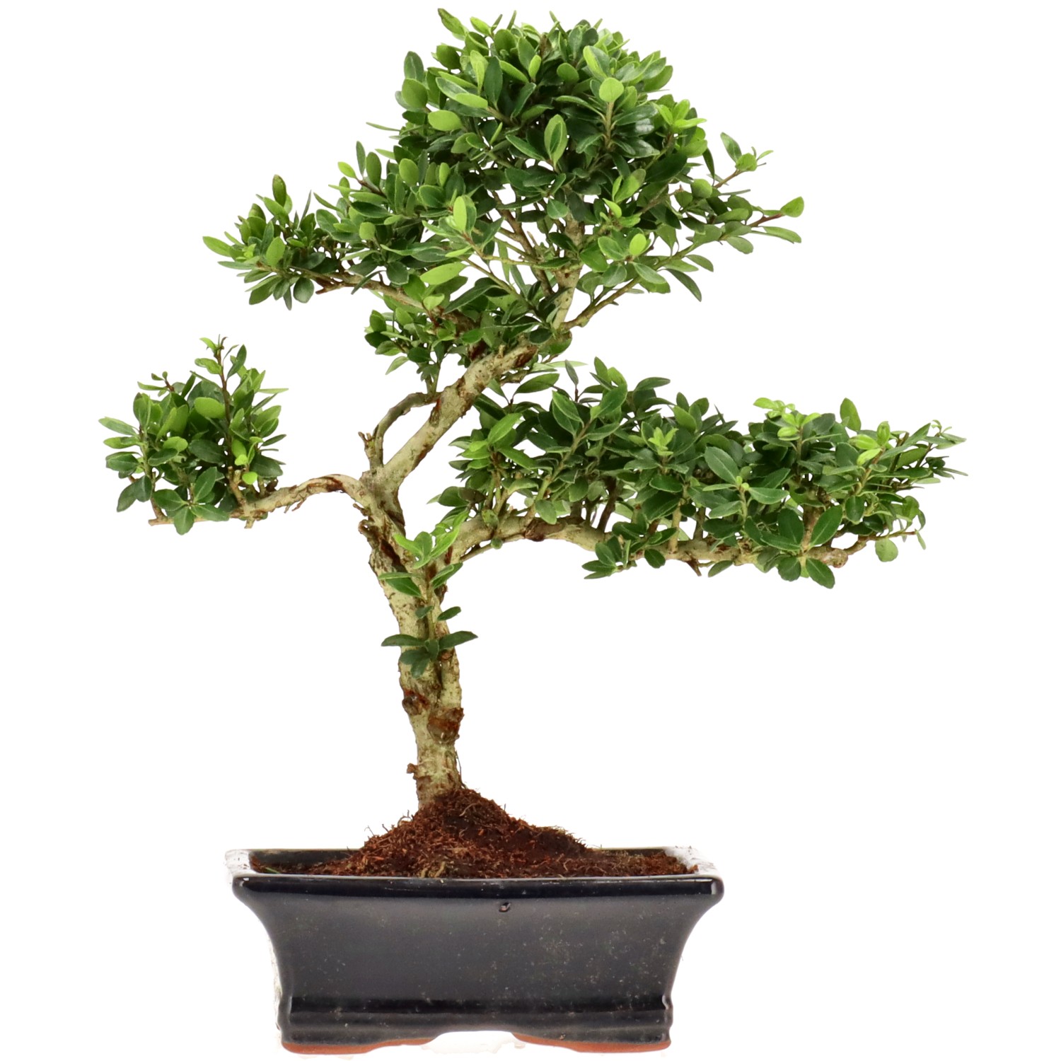 Jap. Stechpalme, ca. 7 J. (26 cm)