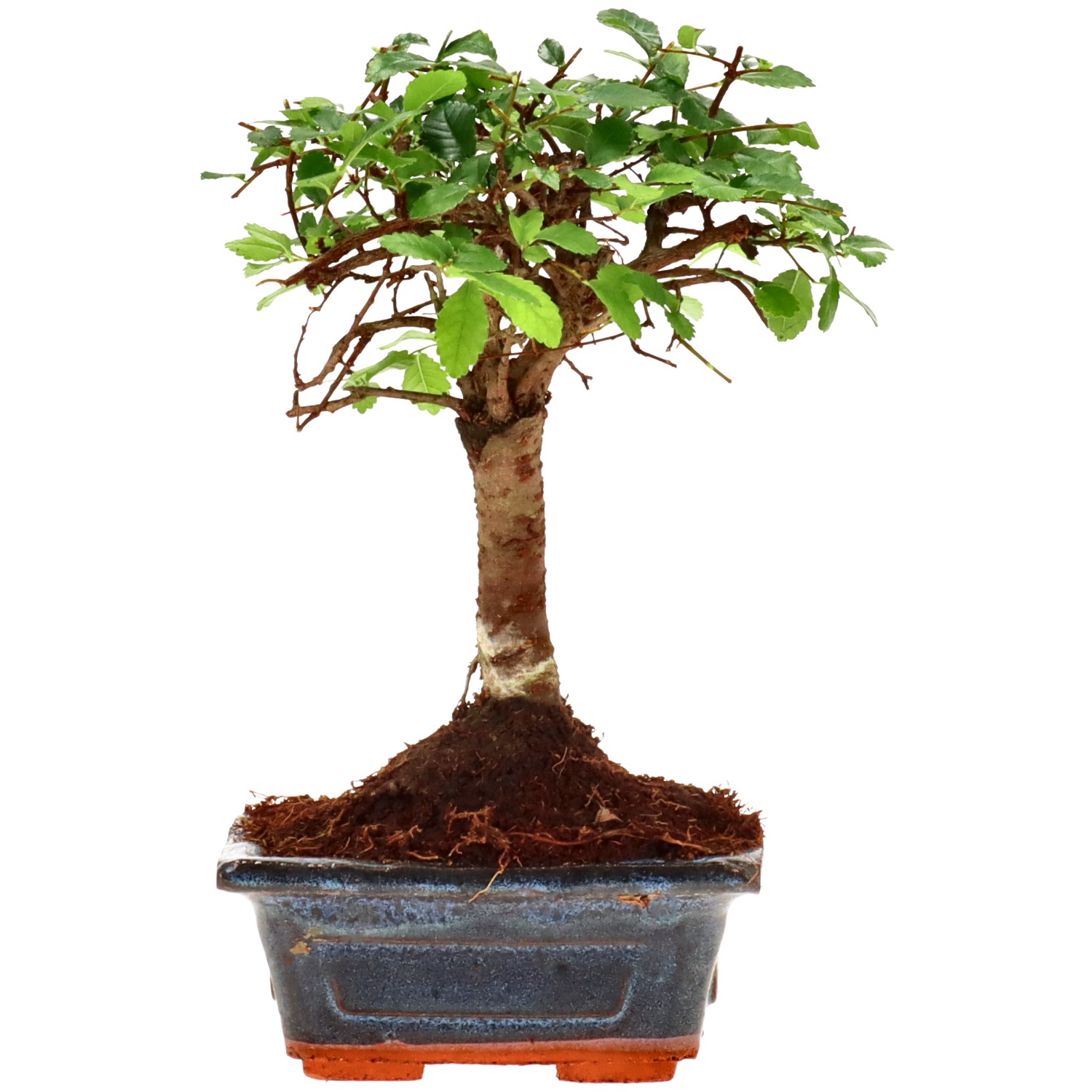 Chin. Ulme, ca. 6 J. (18 cm)