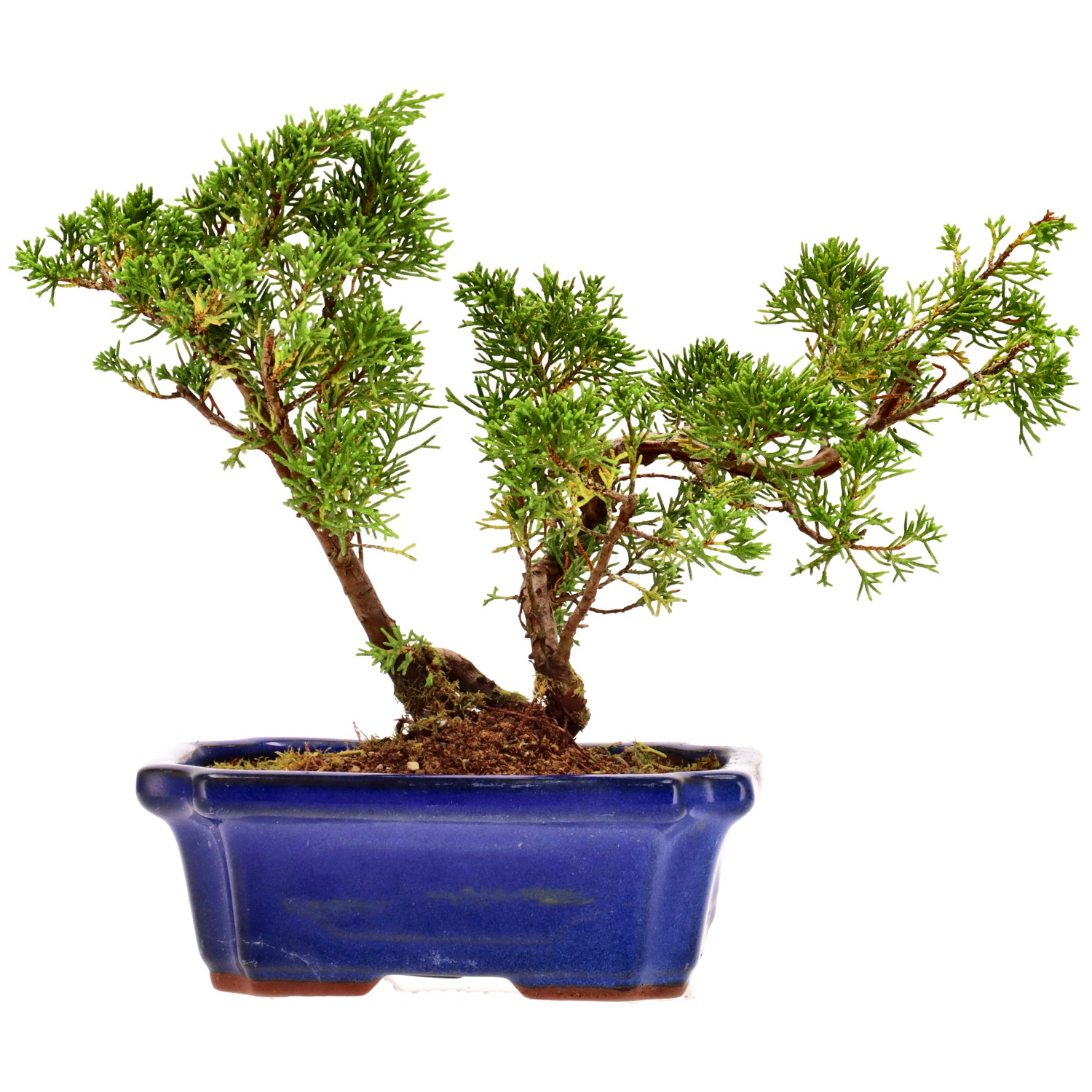 Genévrier de Chine, env. 9 ans (22 cm)