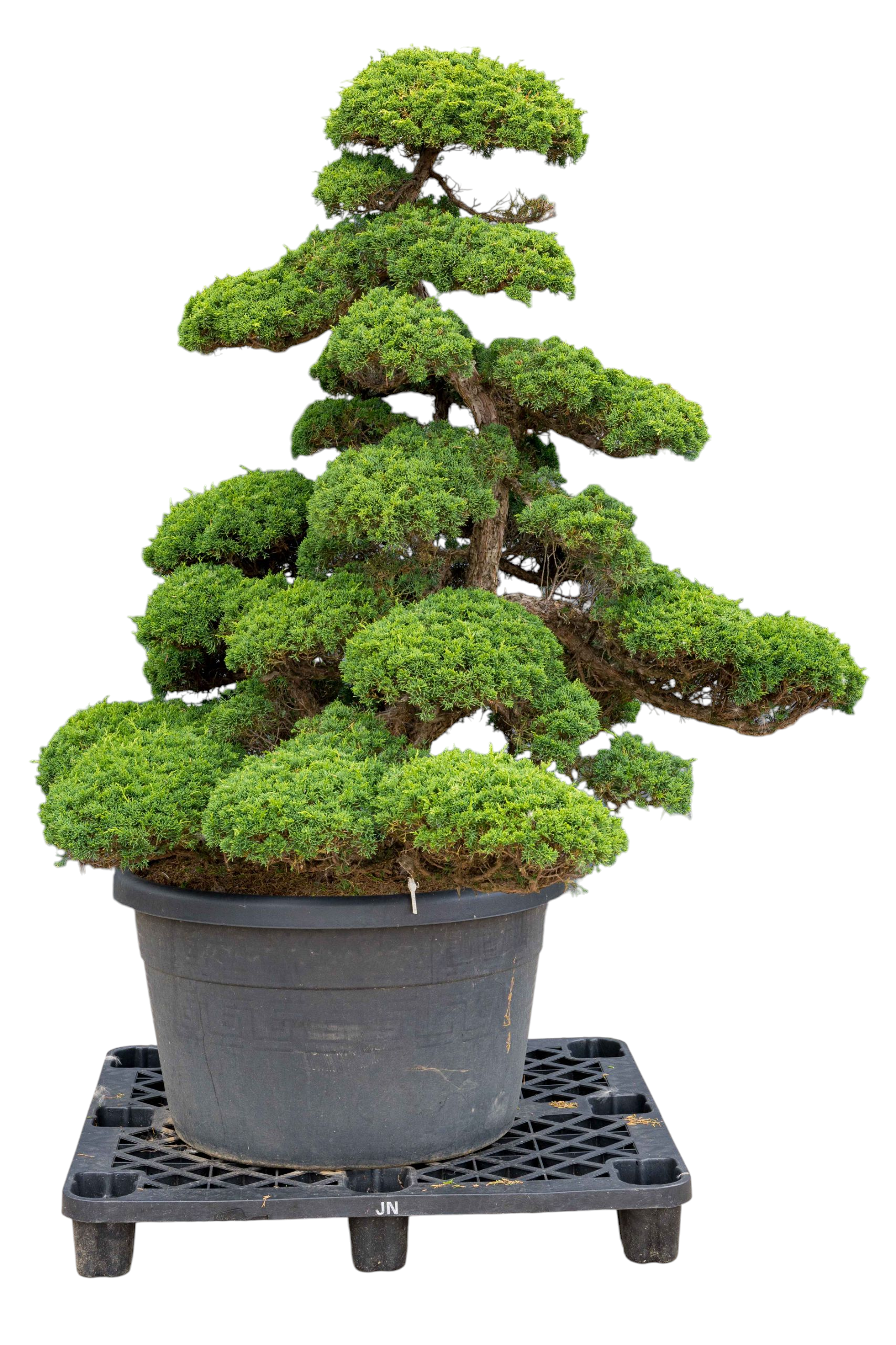 bonsai.fallbackImageTitle