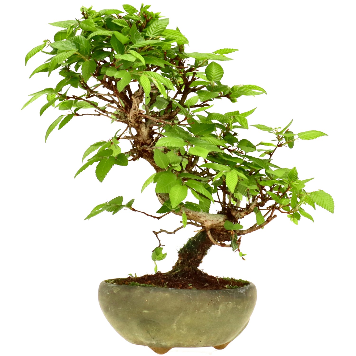 Charme du Japon, env. 12 ans (23 cm)