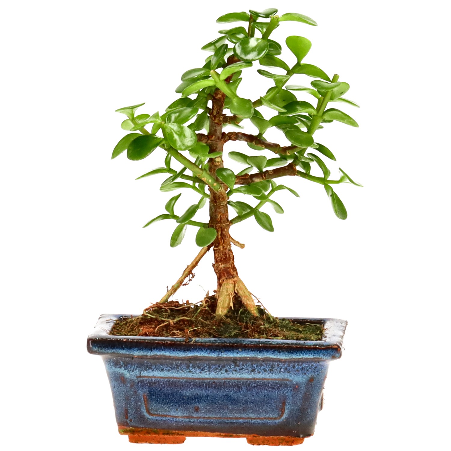 Elephant bush, approx. 5 y. (14 cm)