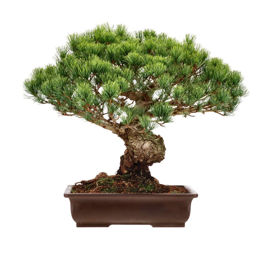 Japanse witte den, ca. 30 j. (46 cm)