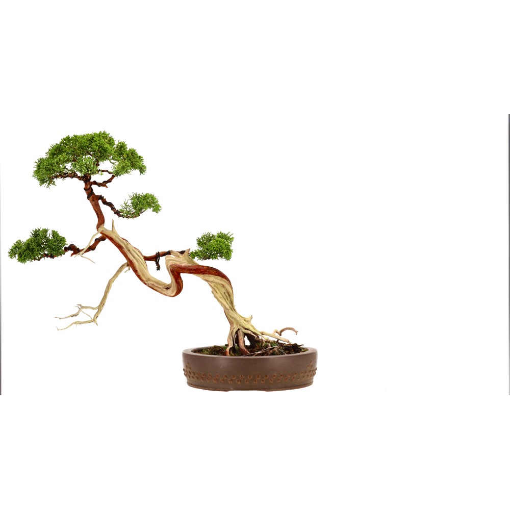 Enebro de China, aprox. 20 años (46 cm)