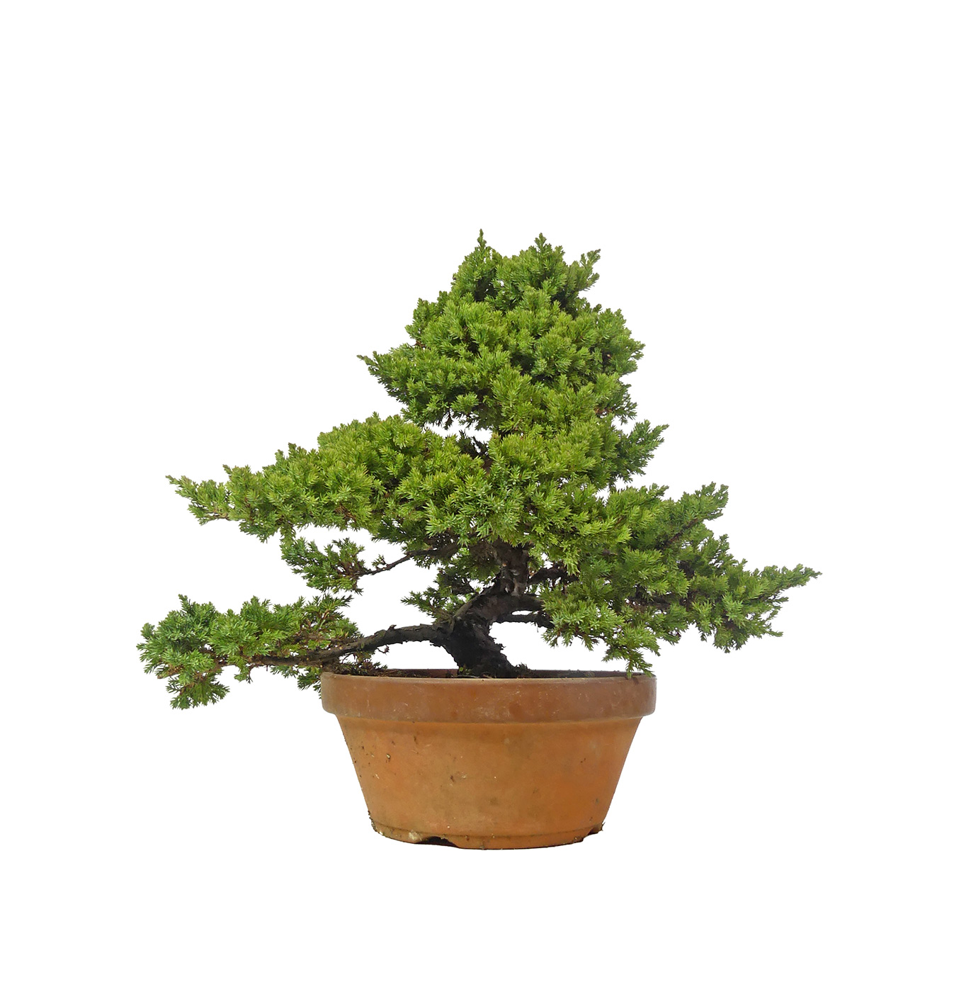 bonsai.fallbackImageTitle