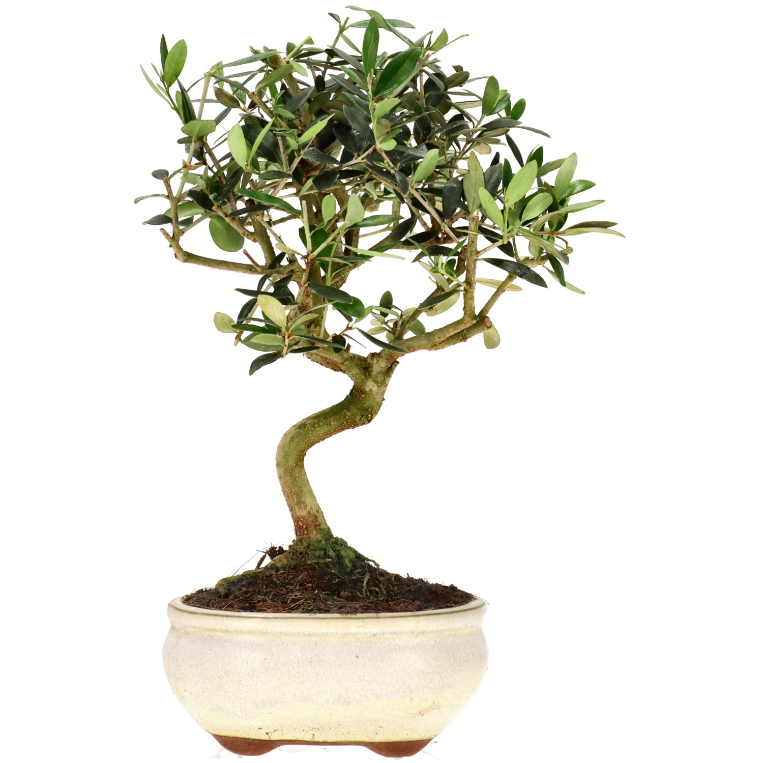 Olive, ca. 9 J. (27 cm)